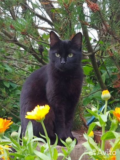 Кошка стерилизованная 2 года в добрые руки