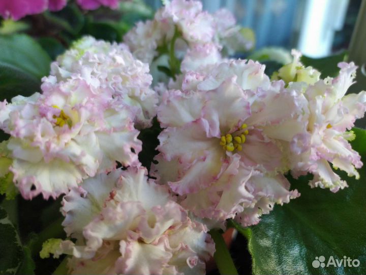 Фиалка узамбарская ле-Злато Скиффов