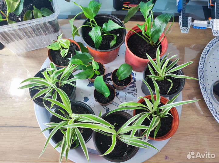 Комнатные растения цветы