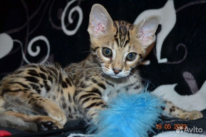 Бенгальский чудесный мальчик Ф2