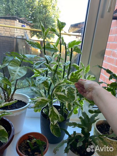 Комнатные цветы