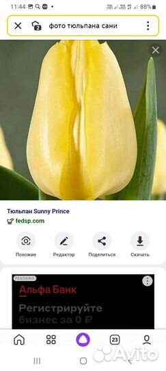 Луковицы тюльпанов