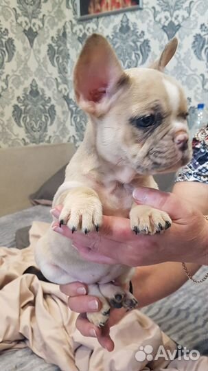 Щенки Французкого бульдога