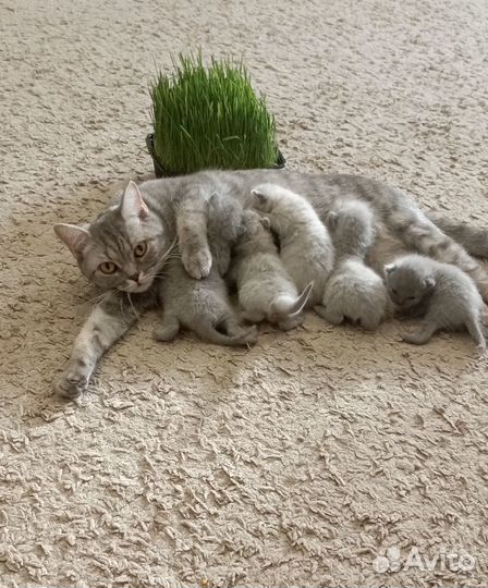 Британские вислоухие котята