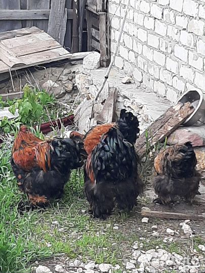 Цыплята суточные от породных кур