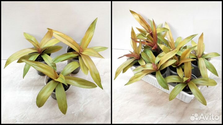 Традесканция Рео Ситара Голд