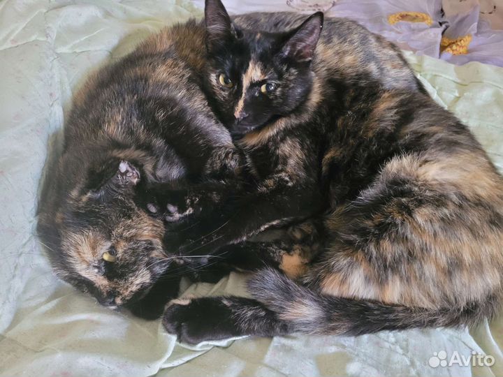 Кошки британки в добрые руки