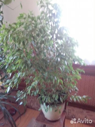 Фикус бенджамина пестролистный