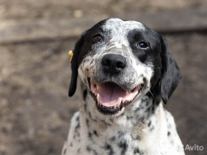 Фенотип Далматина в добрые руки