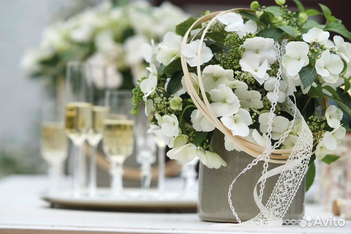 Гортензия амп. 