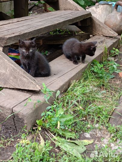 Котята в добрые руки бесплатно