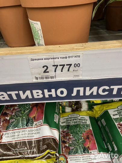 Пальма драцена