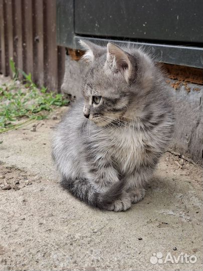 Котята в добрые руки бесплатно