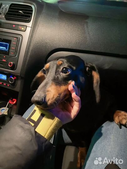 Потерялась собака такса