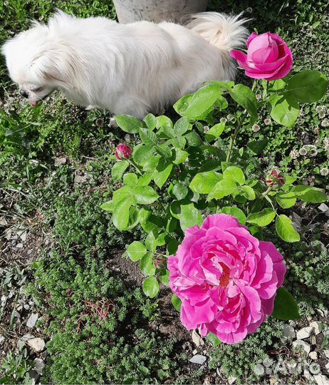 Пионовидная роза поль нейрон