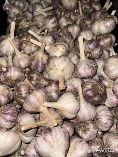 Чеснок крупный домашний