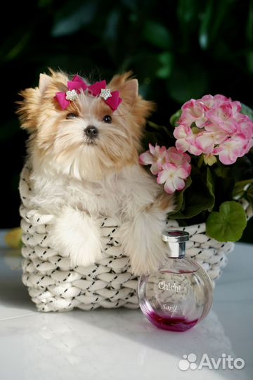 Красивая кукольная малышка голддаст Йорк