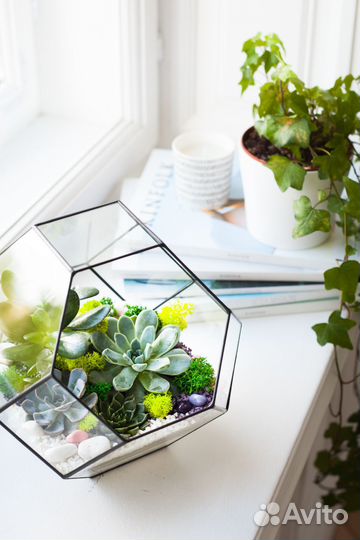 Флорариум с суккулентами