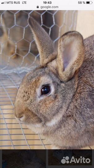 Кролики на развод и на мясо