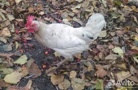Куры несушки молодка