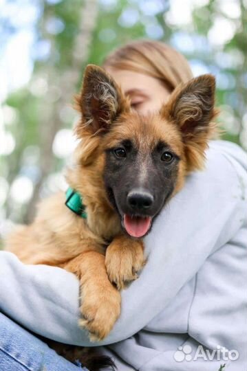 Щенку нужна семья