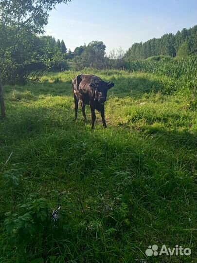 Телка на продожу