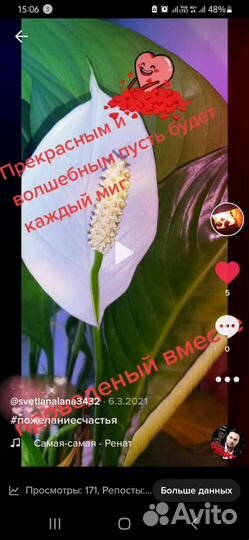 Рассада Спатифилиум