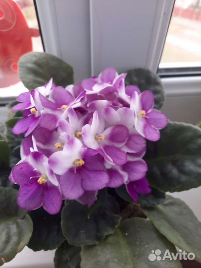 Фиалка листики