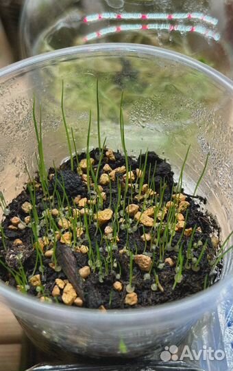 Суккуленты, drimia uniflora