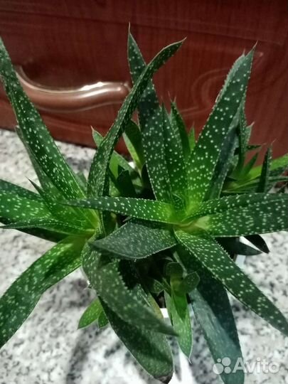 Монстера Альба, Рэо,Пеперомии, Гастерия, Фикус