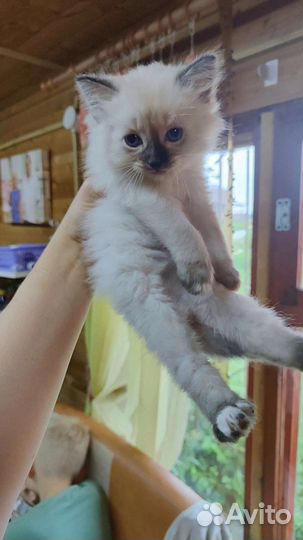 Кошка в дар бесплатно