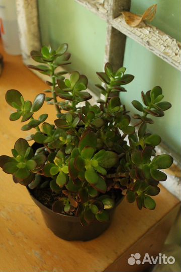 Суккуленты