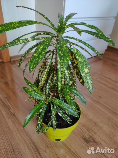 Кротон узколистный