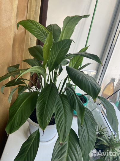 Спатифиллум