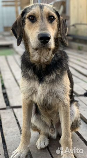 Собака бесплатно