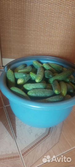 Огурцы