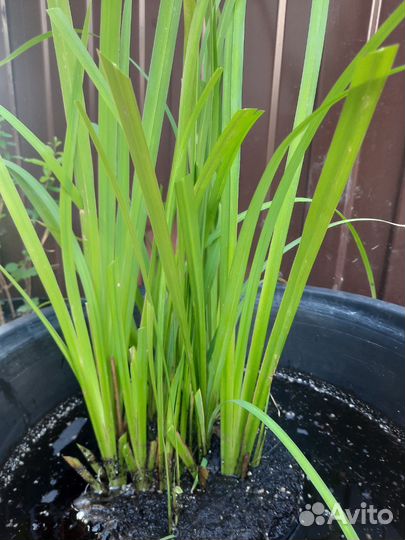 Ирис болотный Желтый