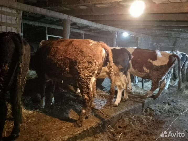 Коровы дойные молочные
