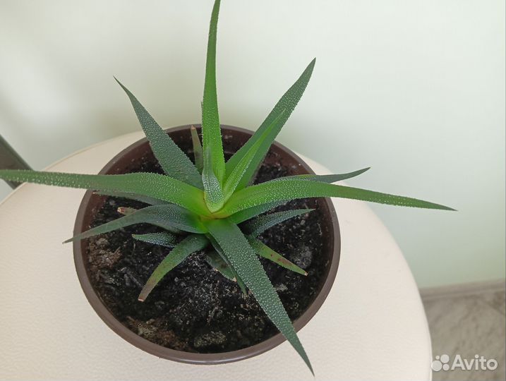 Суккуленты