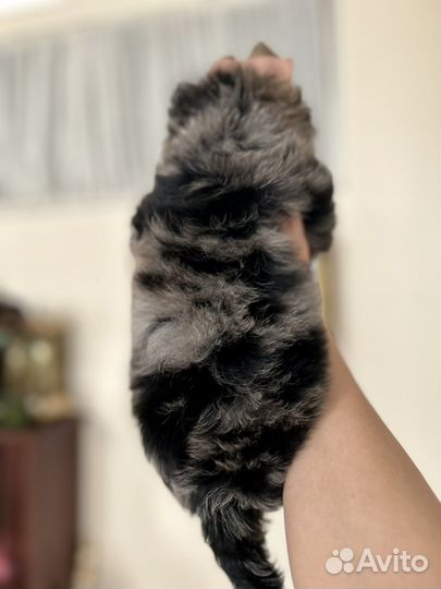 Йорк, мраморный мальчик