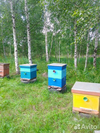 Пчелы с ульями