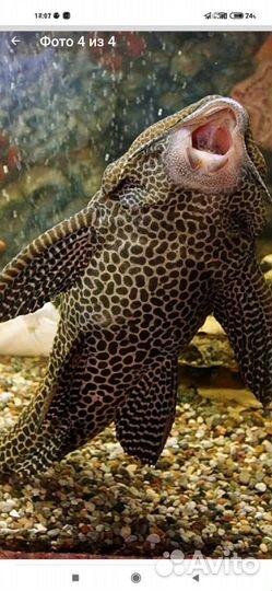 Рыба птеригоплихт