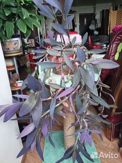 Сеткреазия (традесканция)