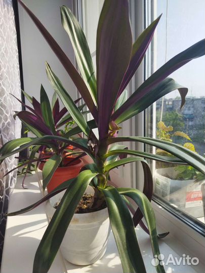 Традесканция рео