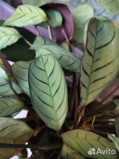 Ктенанта Бурле Макс Амагрис, Драцена Yellow coast