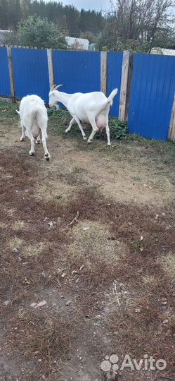 Коза дойная