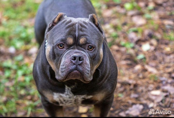 Американский булли покет вязка