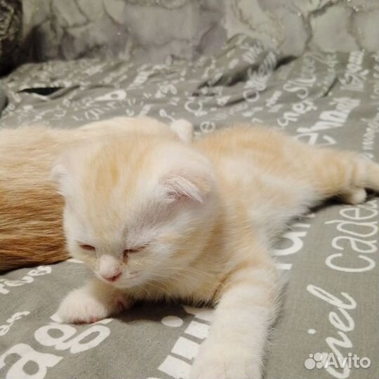 Шотландская вислоухая