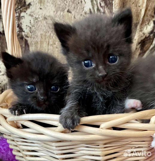 Котята в добрые руки 1 месяц