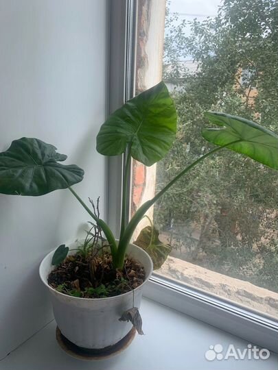 Цвеьы цены разные